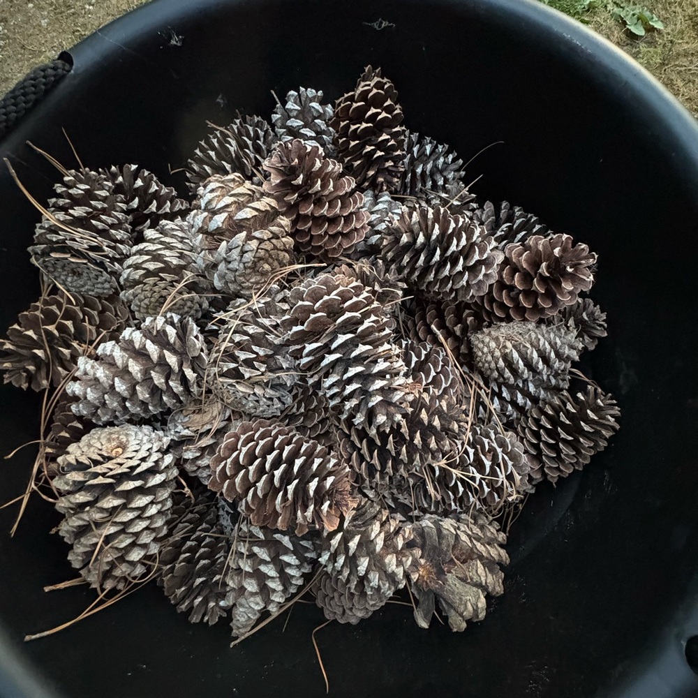 150 Various Natural Pinecones for Crafts